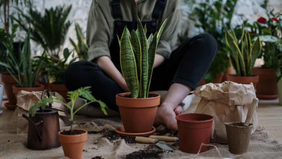 Terrace garden ideas
