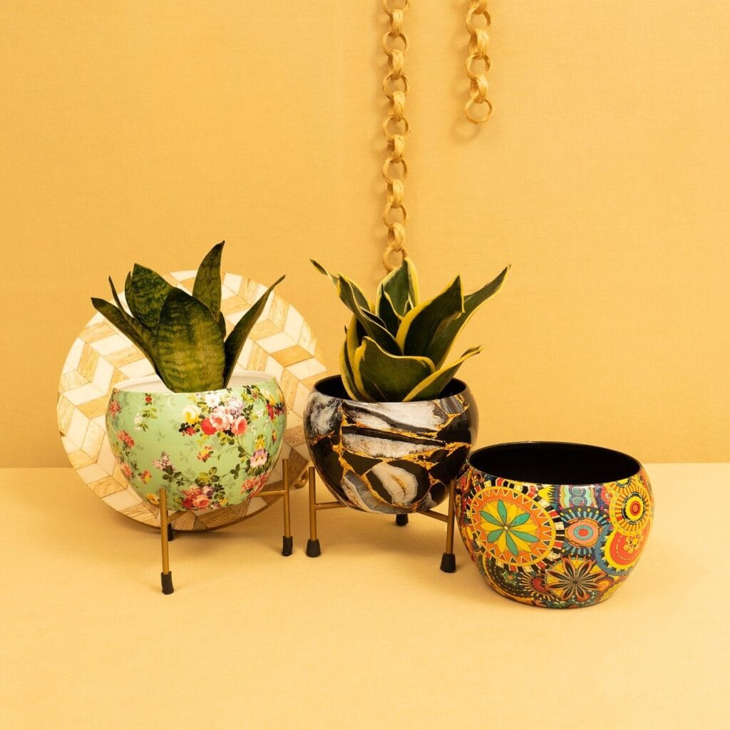 Indoor plants