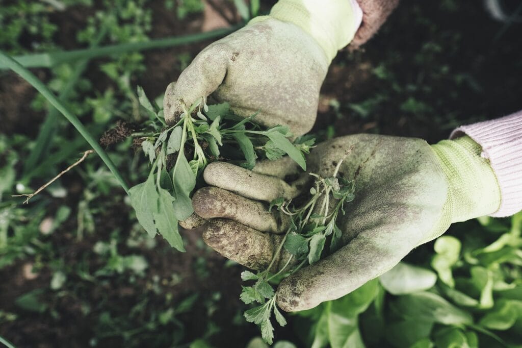 Harvesting and Preserving