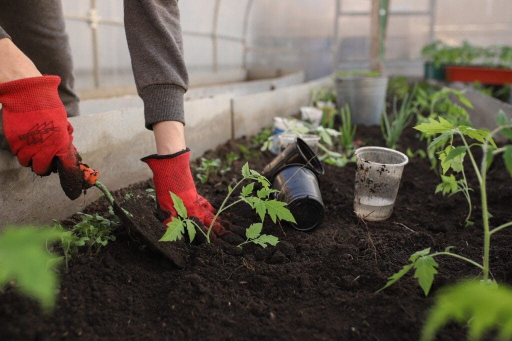 Perfect Plants for Your Garden