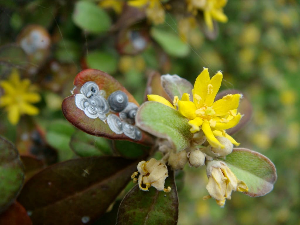 Garden Pests and Diseases