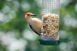 Bird Feeders