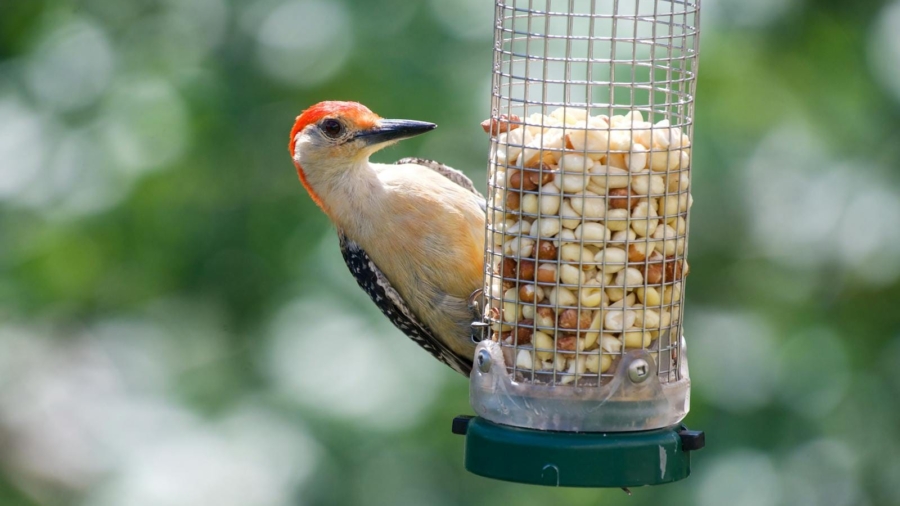 Bird Feeders