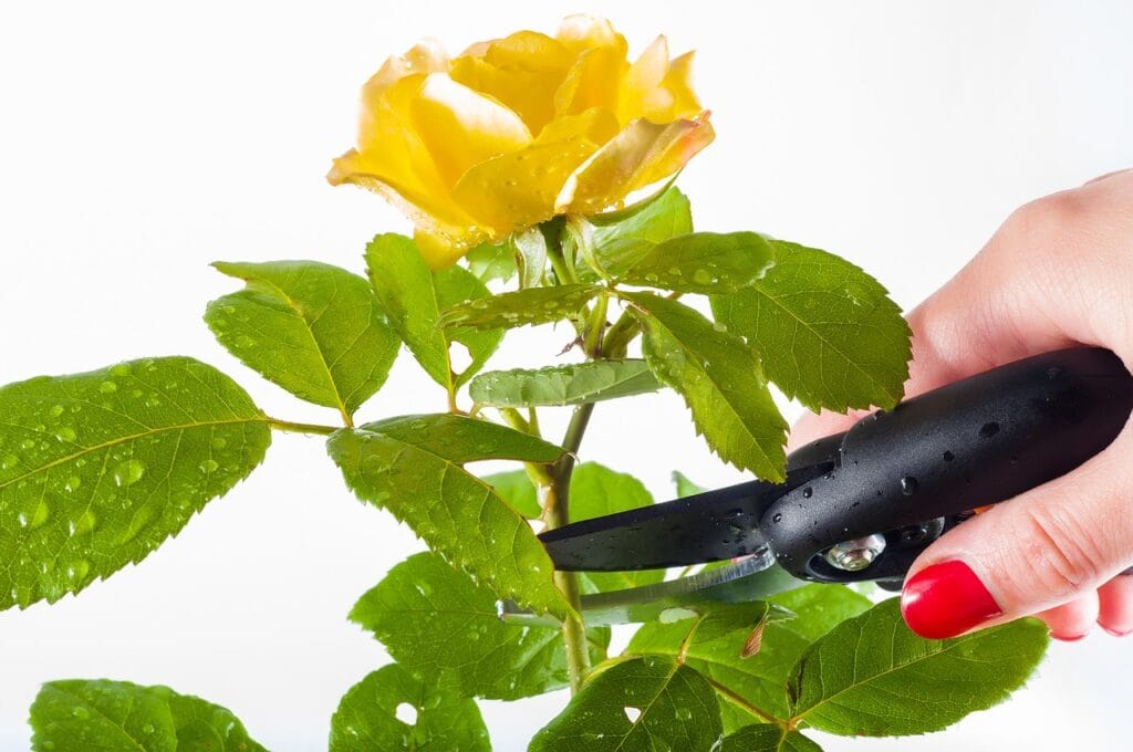 Pruning for Beginners
