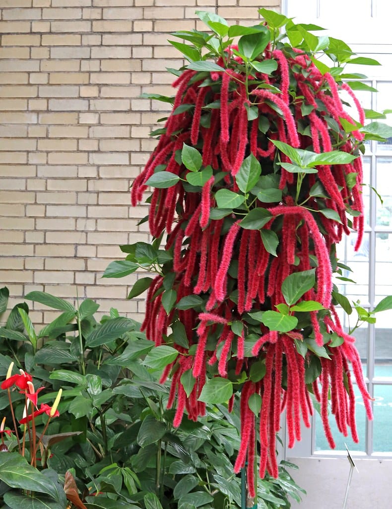 Chenille Plant