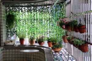 Top Indoor Hanging Plants
