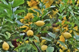 Tips for Growing Healthy Lemon Plant in Pots