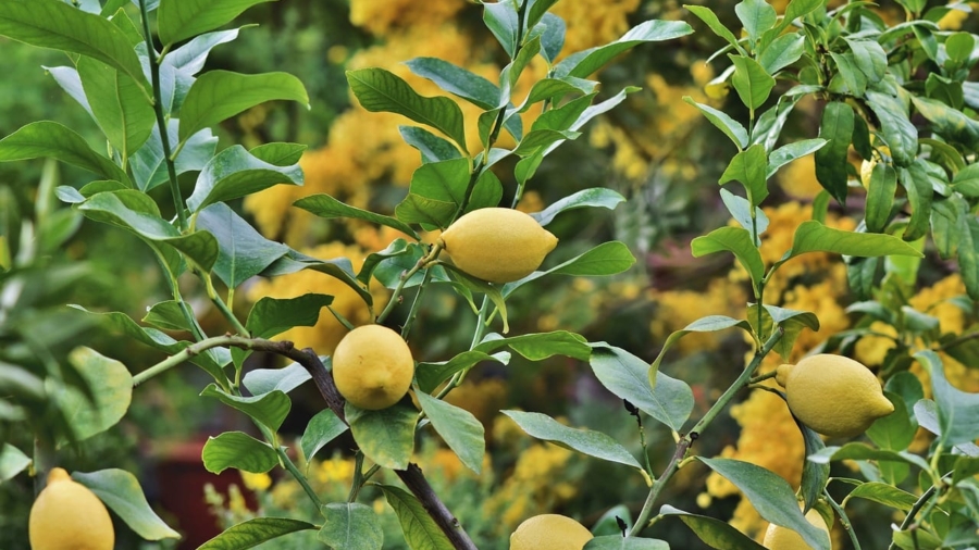 Tips for Growing Healthy Lemon Plant in Pots