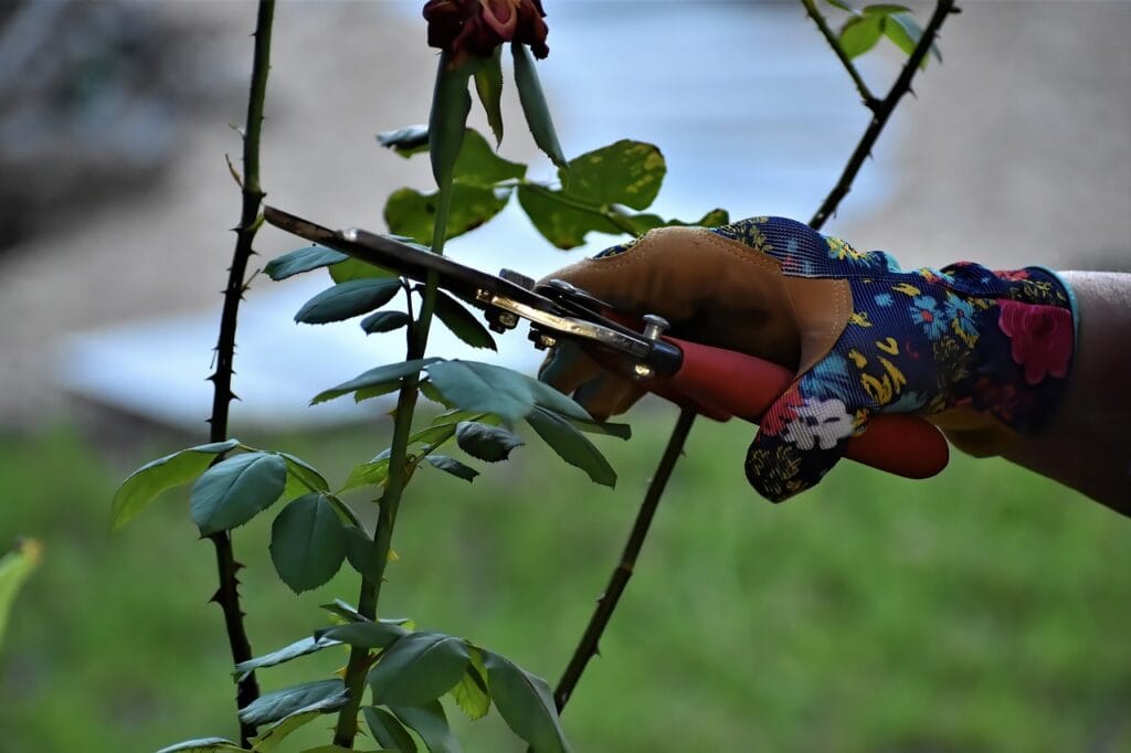Pruning Tips for Beginners