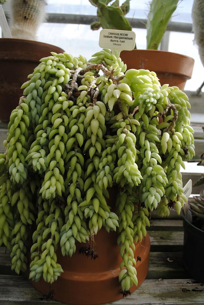 Burro Tail