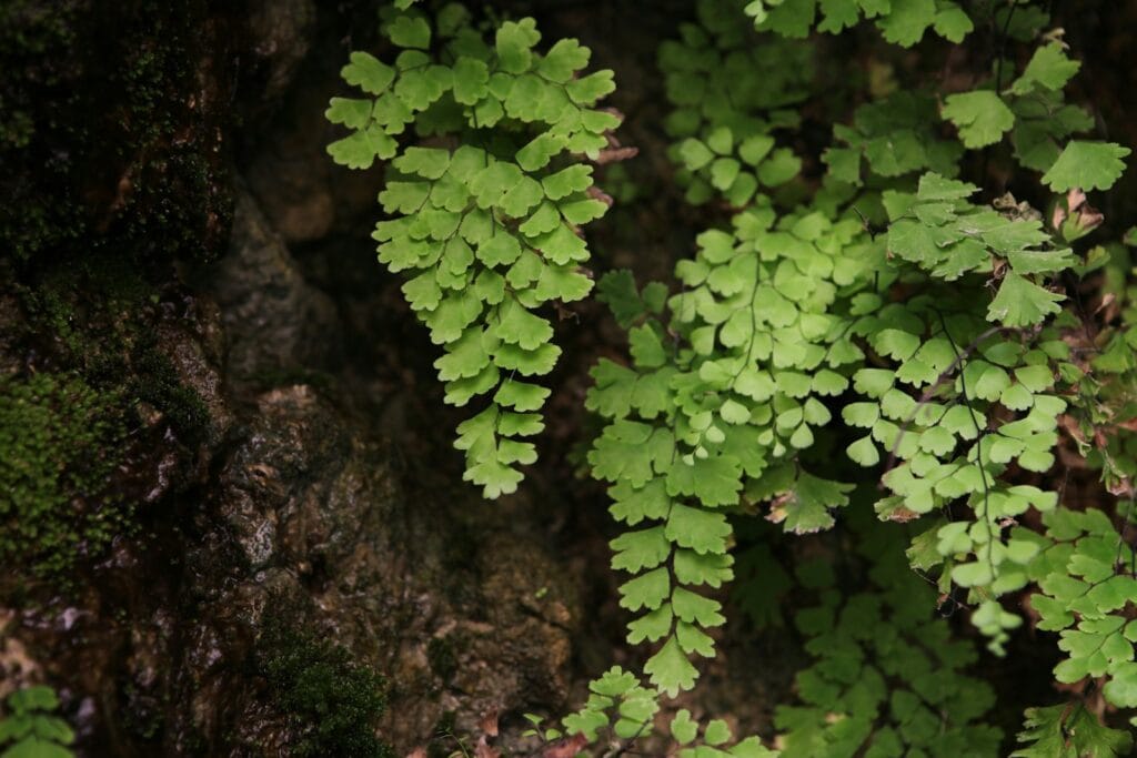 Maidenhair Fern