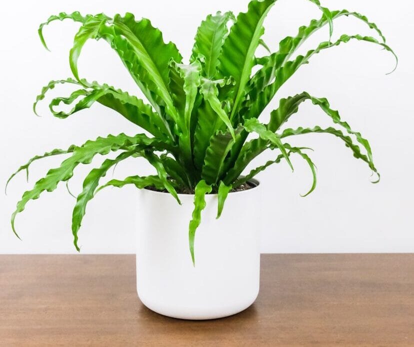 Asplenium nidus