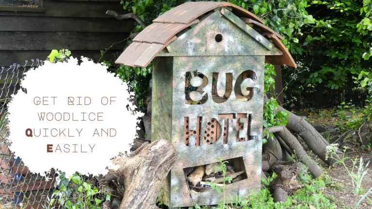 How to Get Rid of Woodlice Quickly and Easily