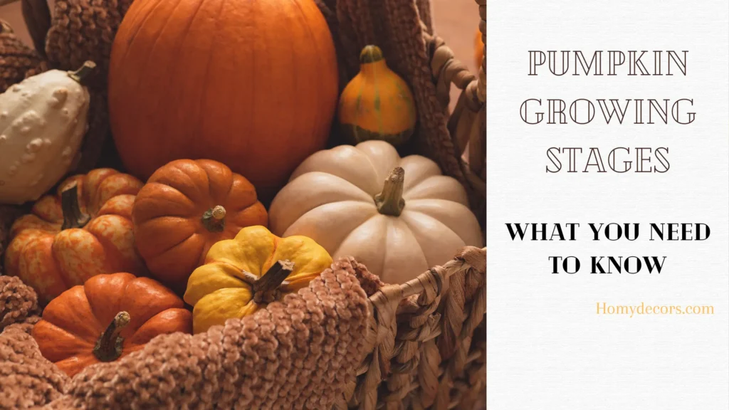 Pumpkin Growing Stages