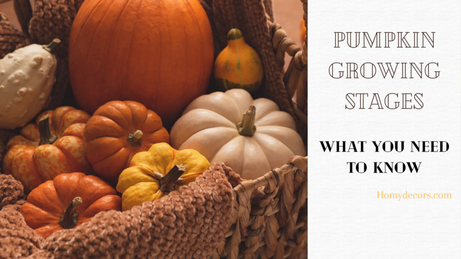 Pumpkin Growing Stages