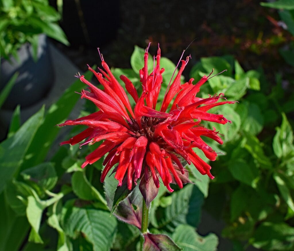 Bee Balm flower