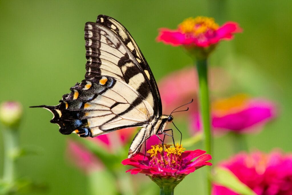 Zinnias