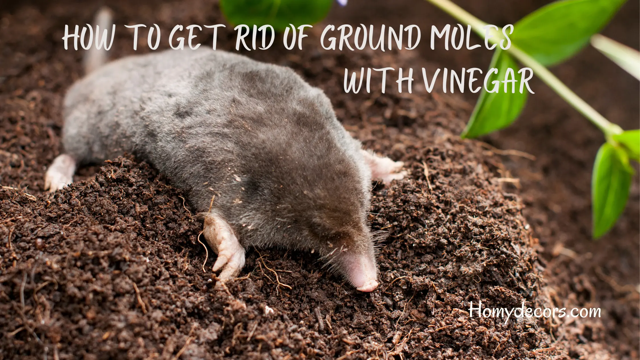 how to get rid of ground moles with vinegar
