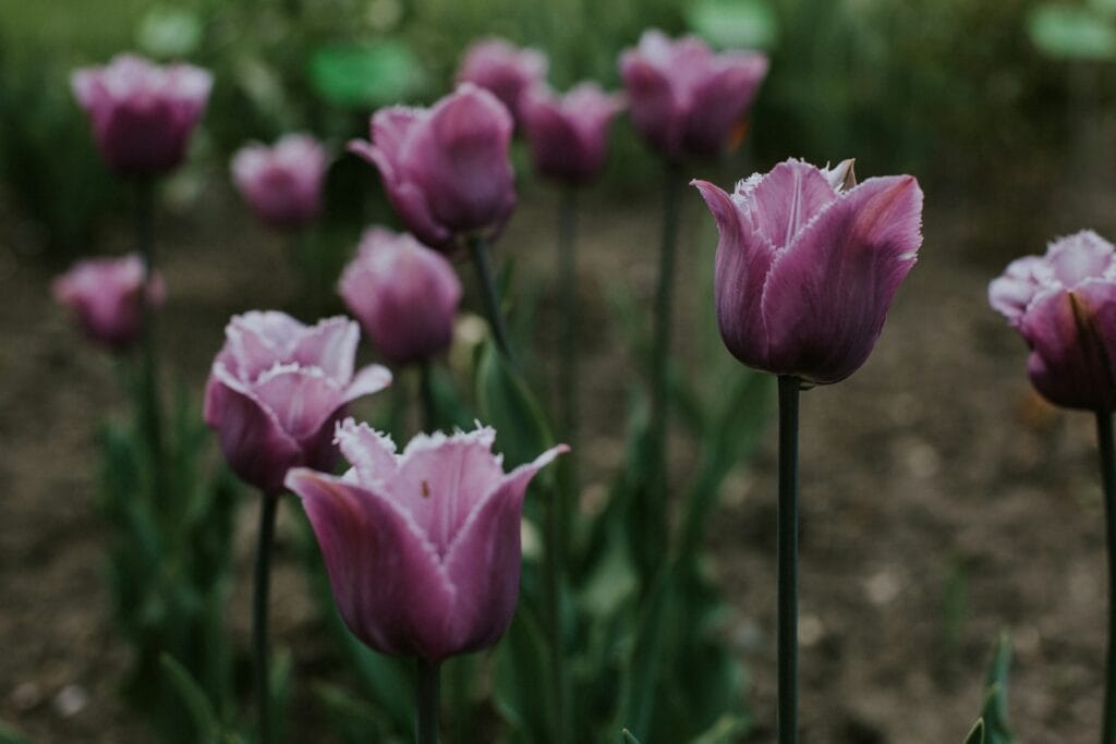 Greigii Tulips