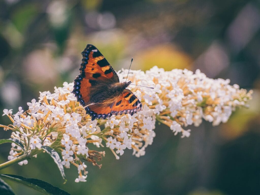 Butterfly Bush
