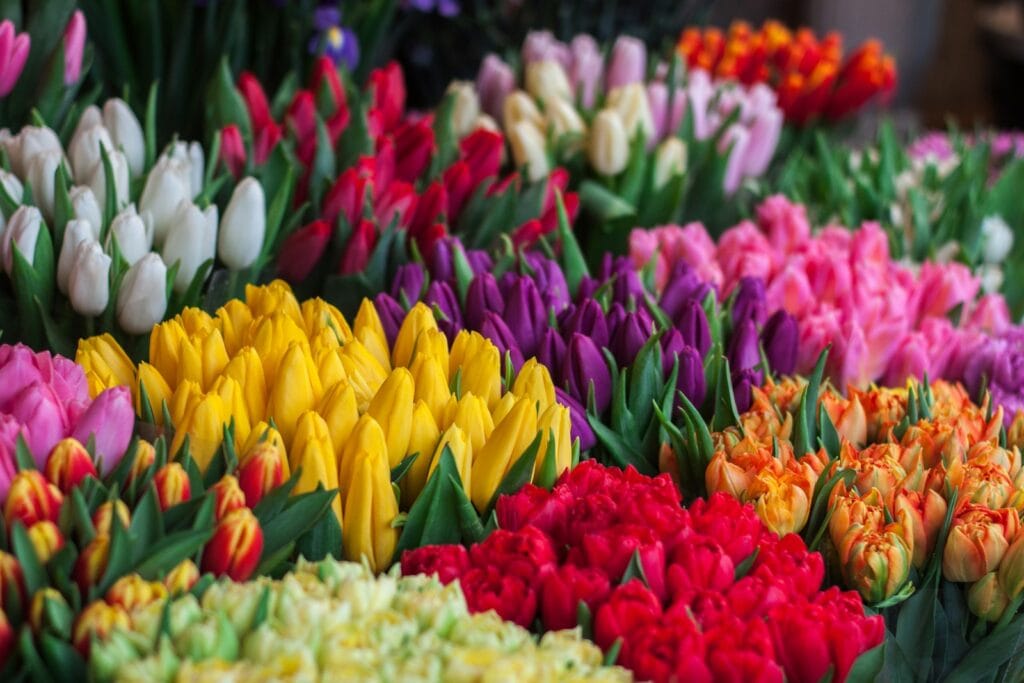 Are Tulips Perennials
