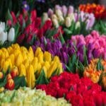 Are Tulips Perennials? A Quick Hack on Long-Blooming Spring Flowers