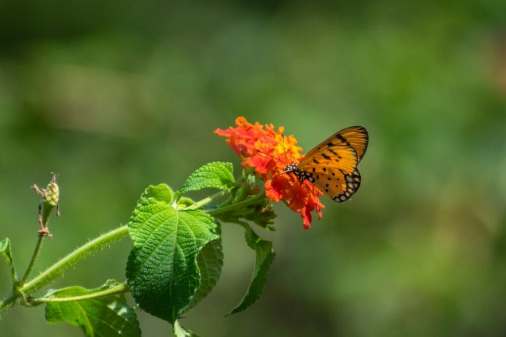 Lantana Flower