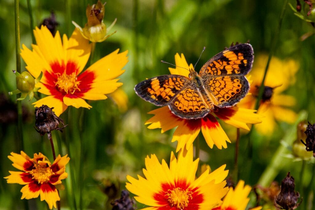 coreopsis flower