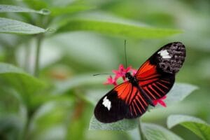 How to create your own Butterfly Garden