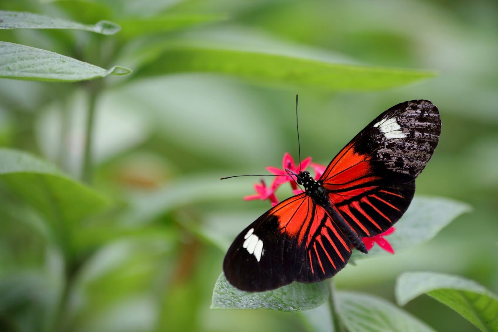 How to create your own Butterfly Garden