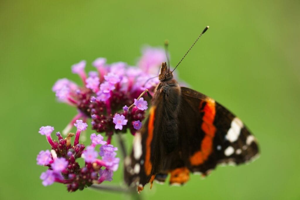 Verbena Flower