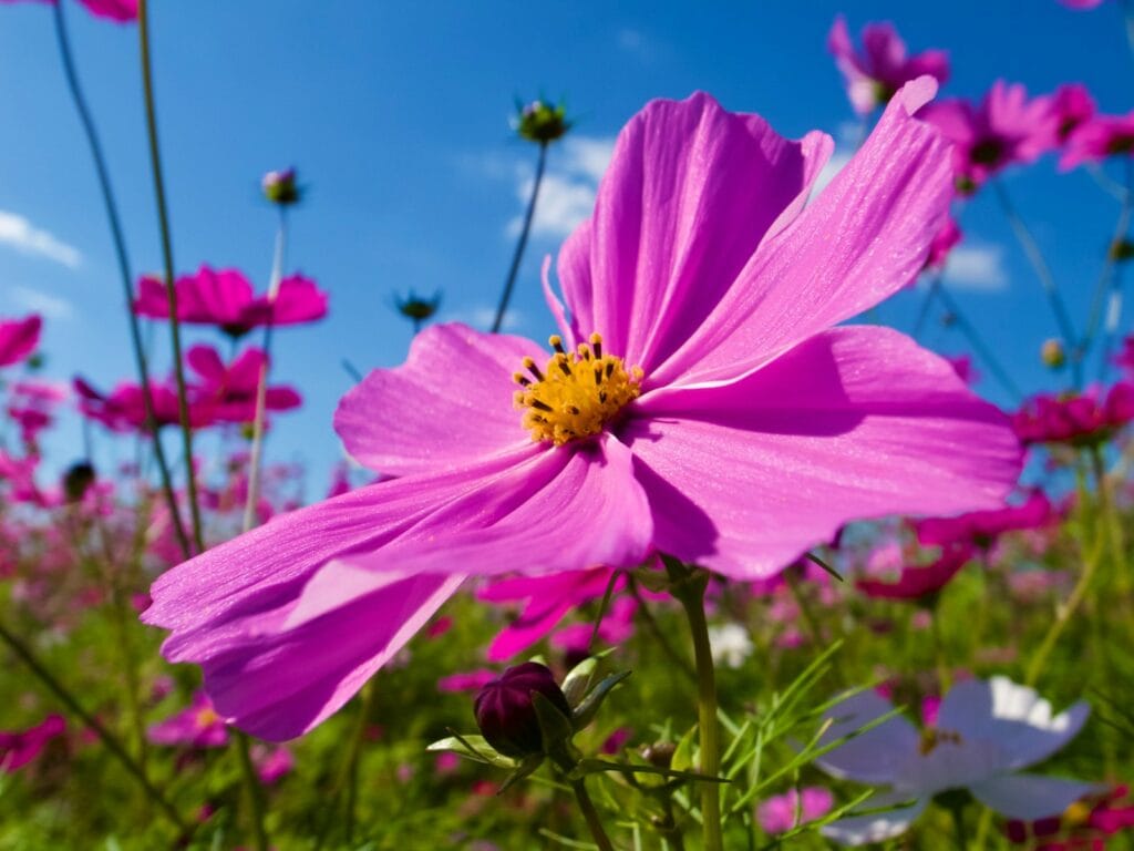 Cosmos