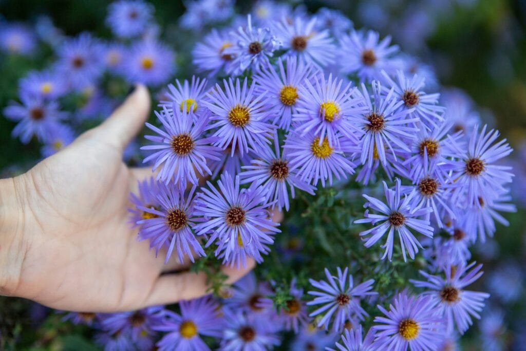 Aster flower