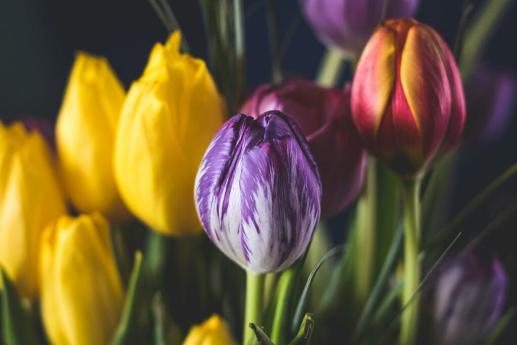 darwin hbrid tulips