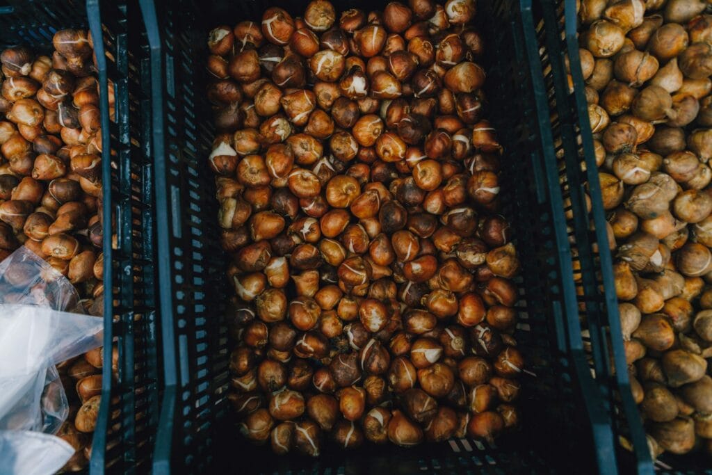 Tulip Bulbs