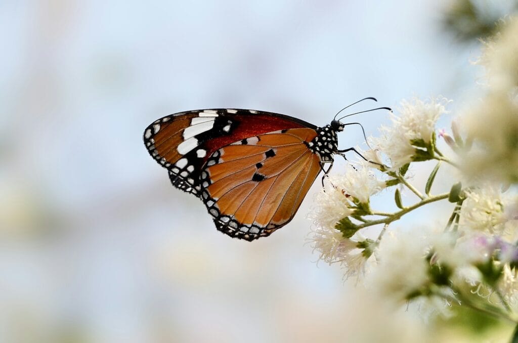Yellow Monarch Butterfly
