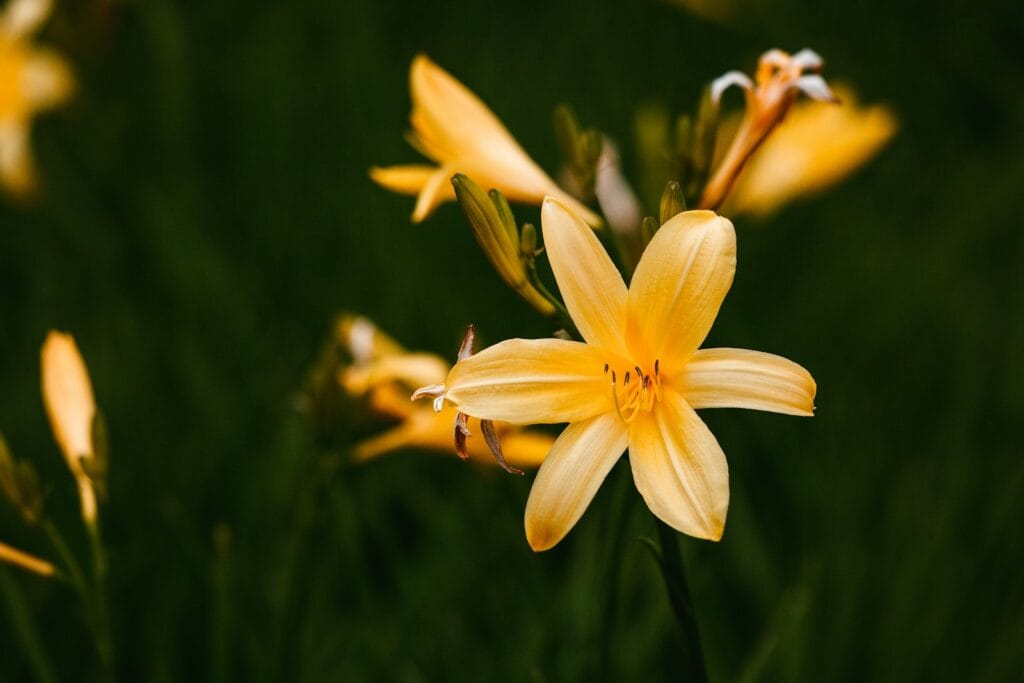 daylilies flower