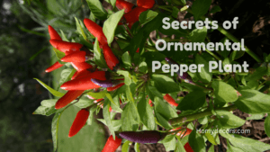 Ornamental Pepper Plant