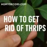 How to Get Rid of Thrips: An Actual Guide to Saving Your Plants