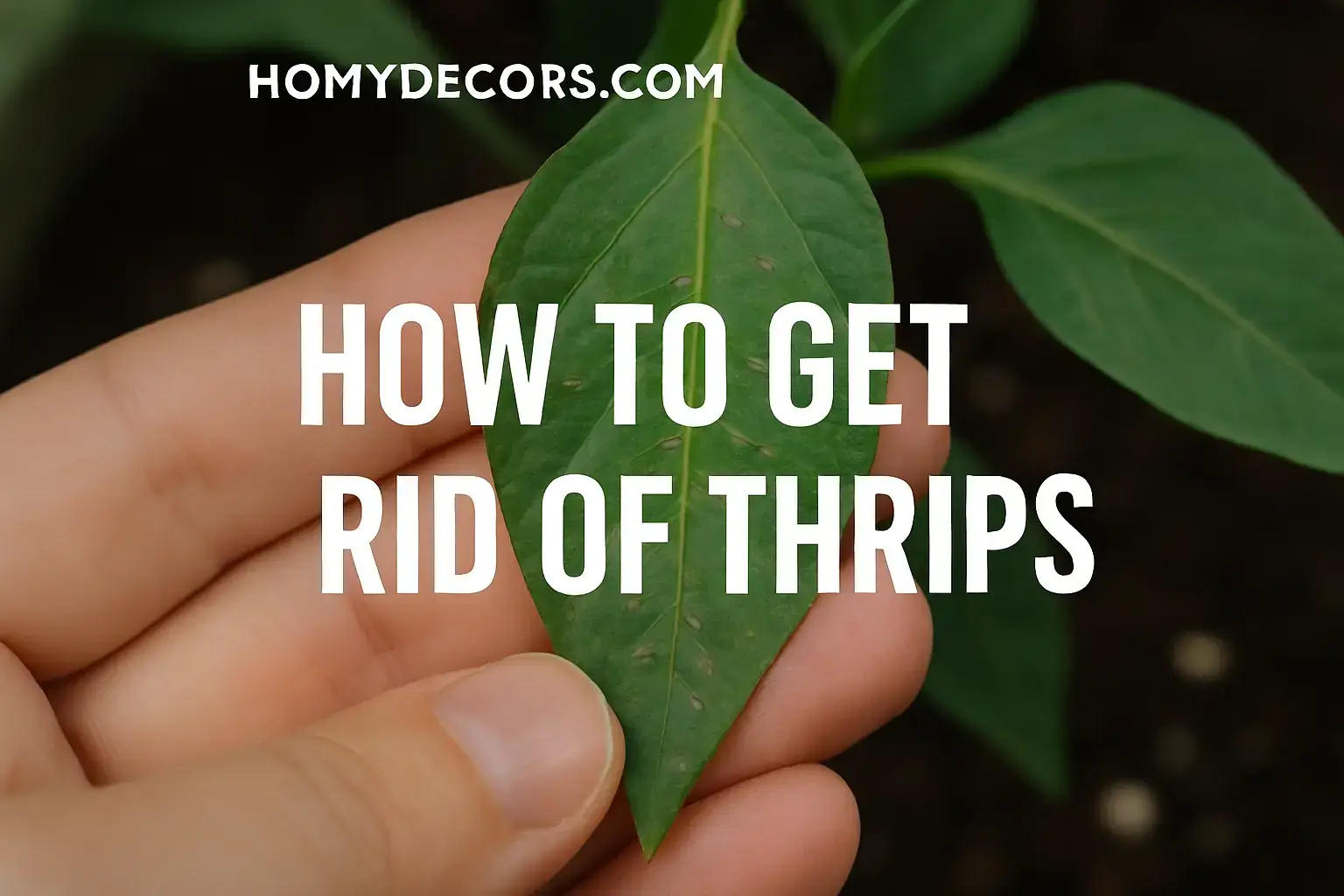 how to get rid of thrips