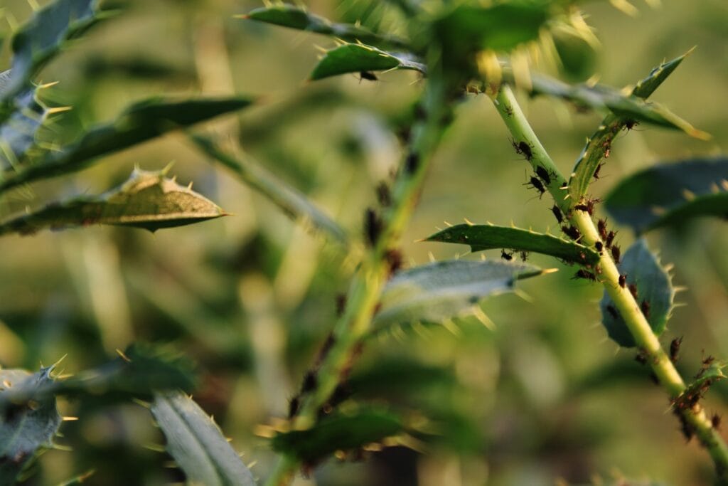 thrips damage