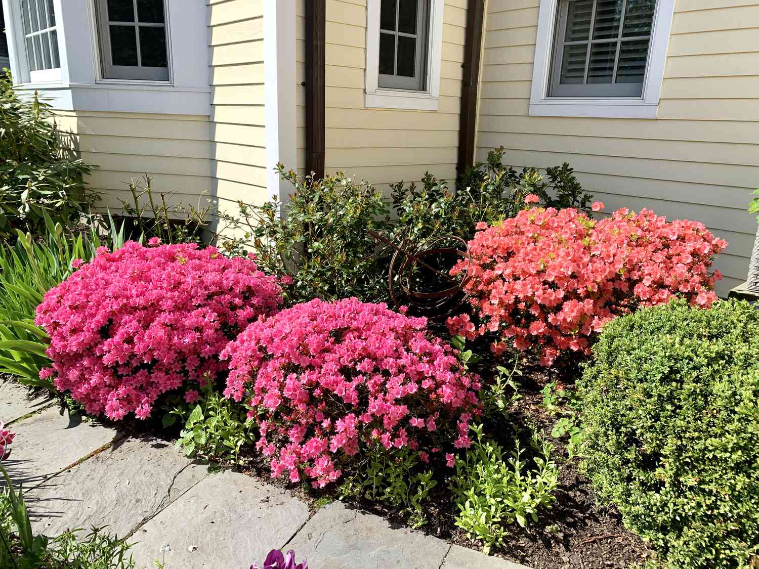 Azaleas