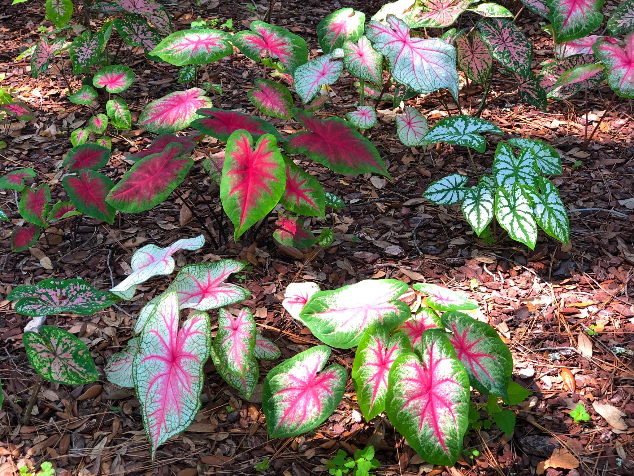 Caladiums