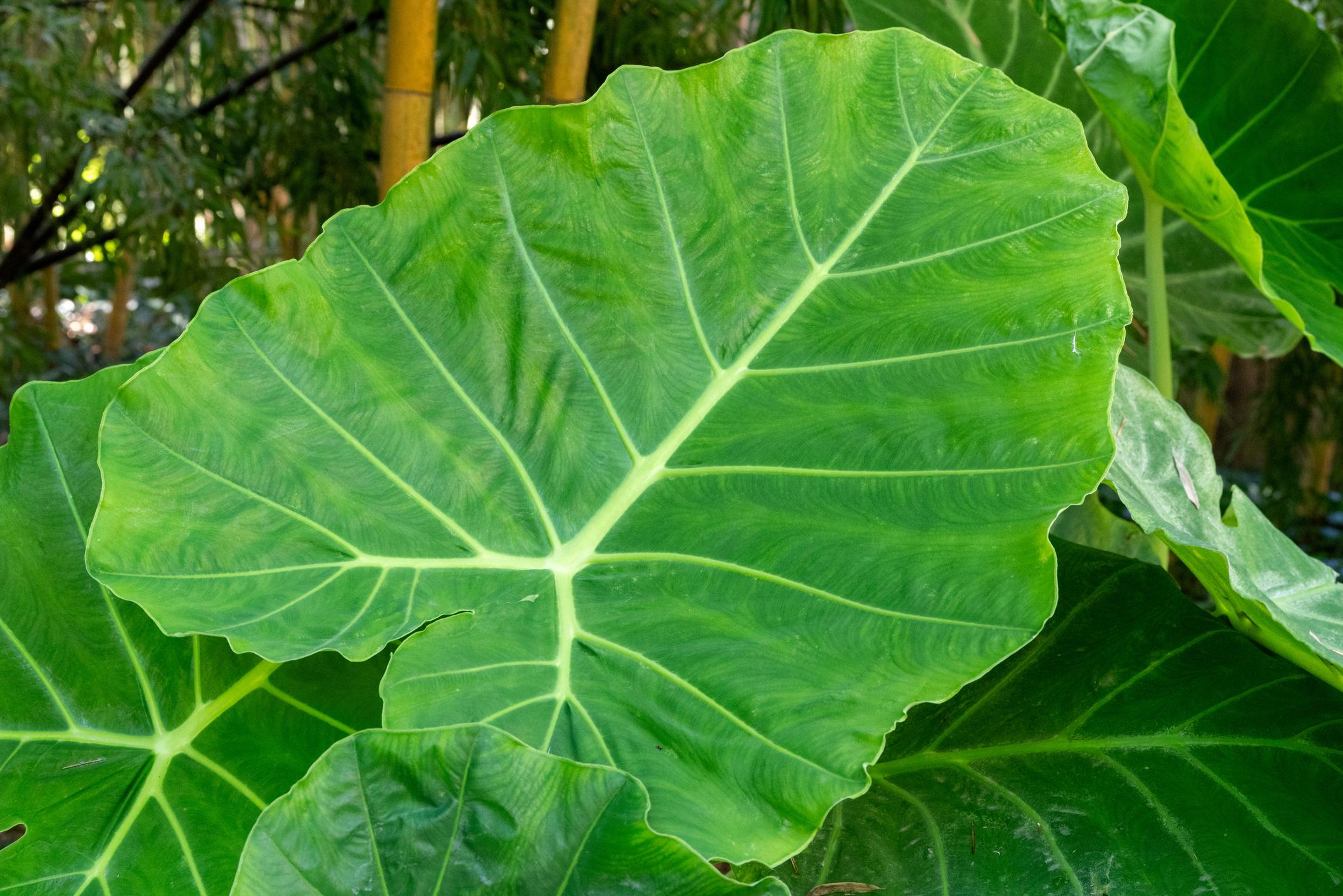 Elephant Ear Plants