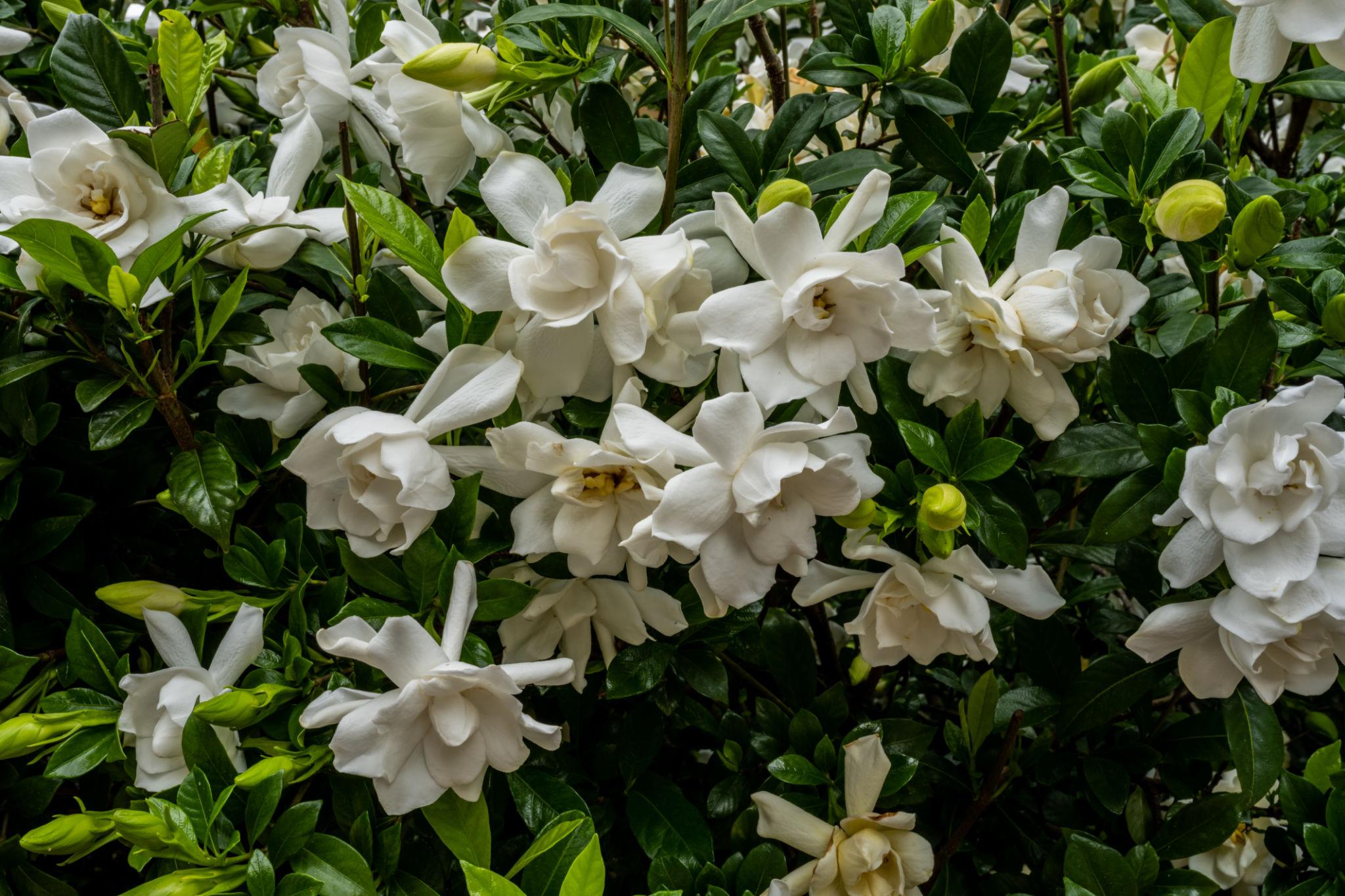 Gardenias
