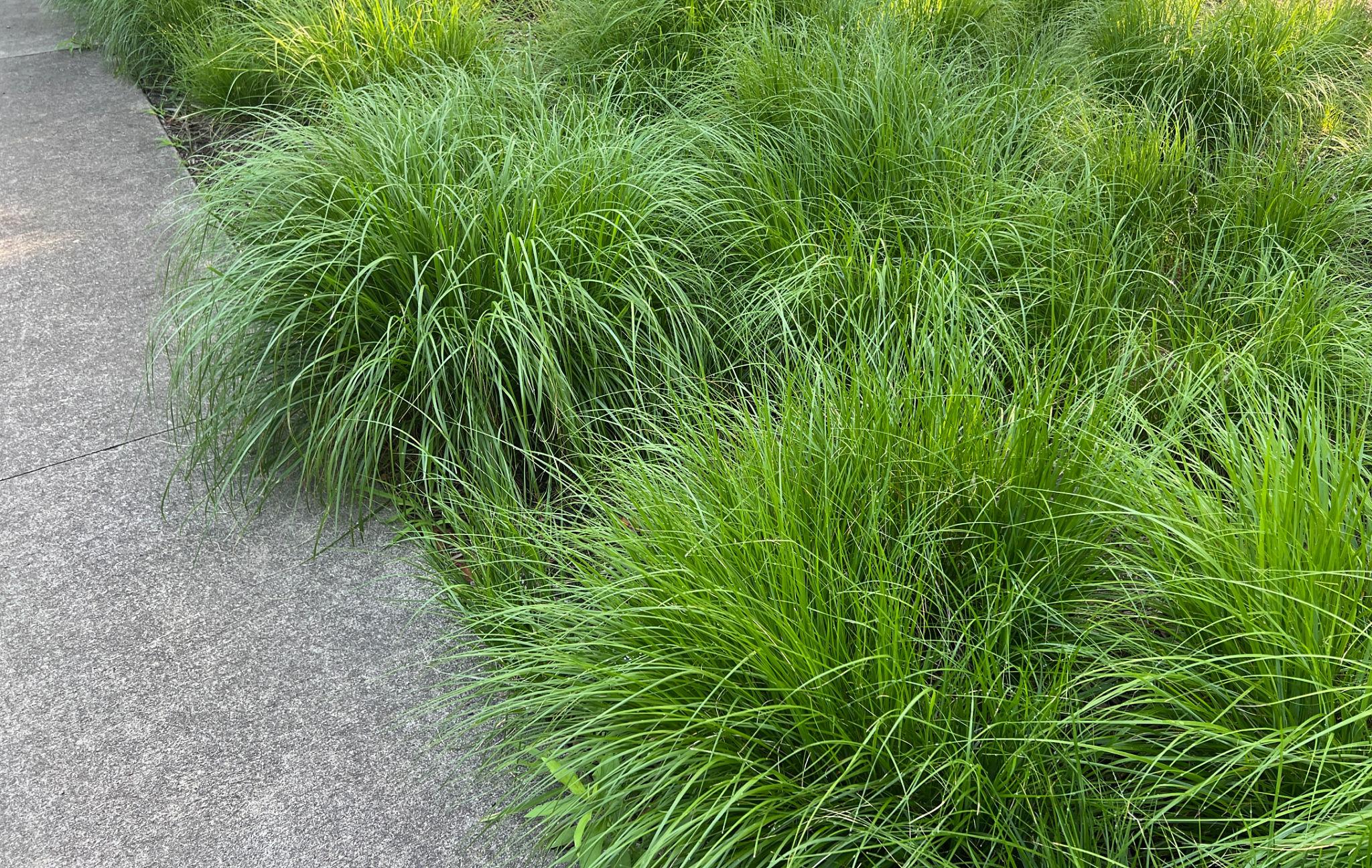 Low Maintenance Perennials