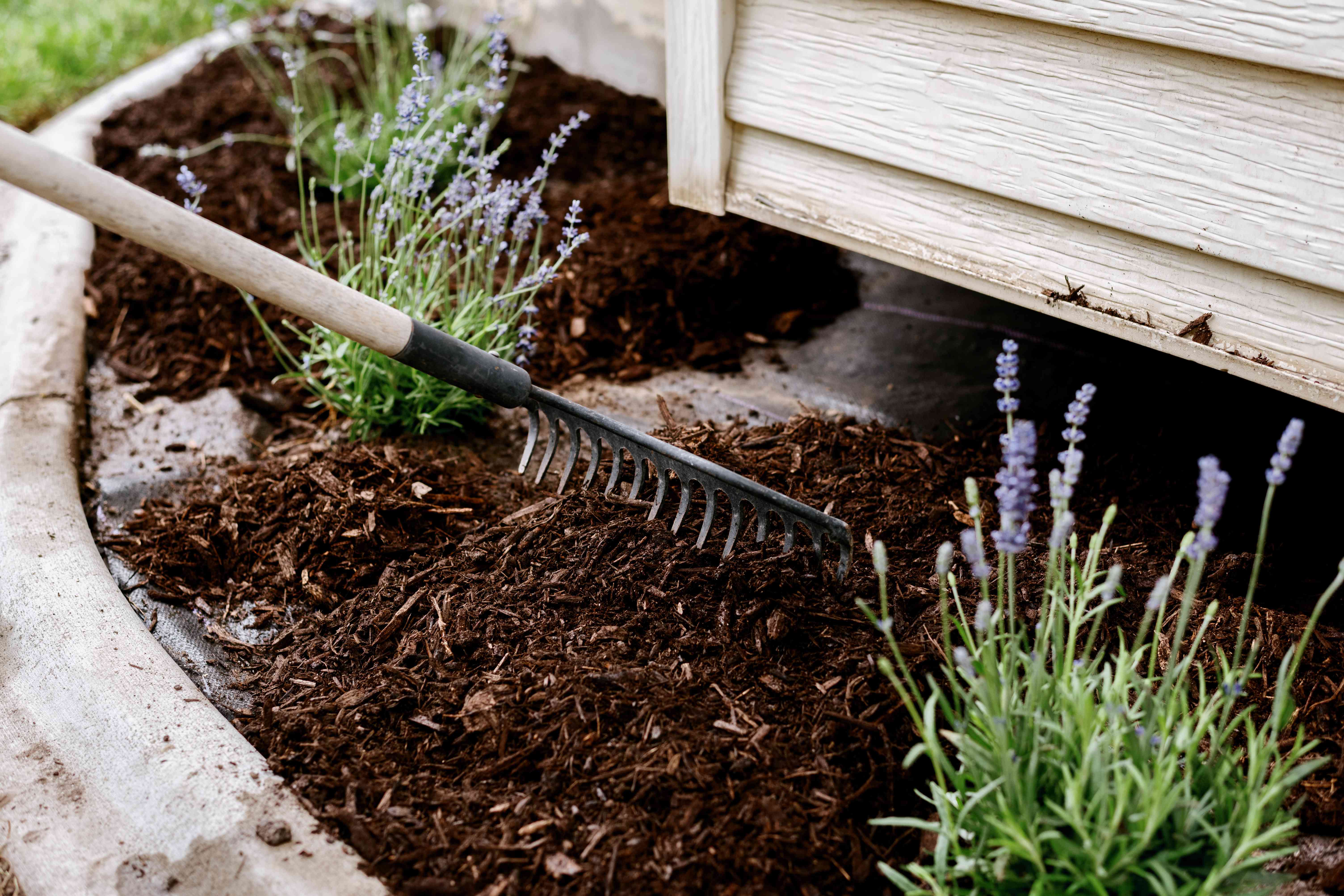 Raking mulch near lavender plants.