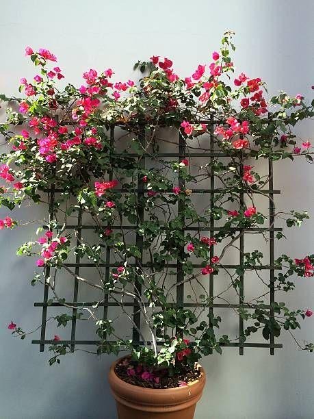 Bougainvillea