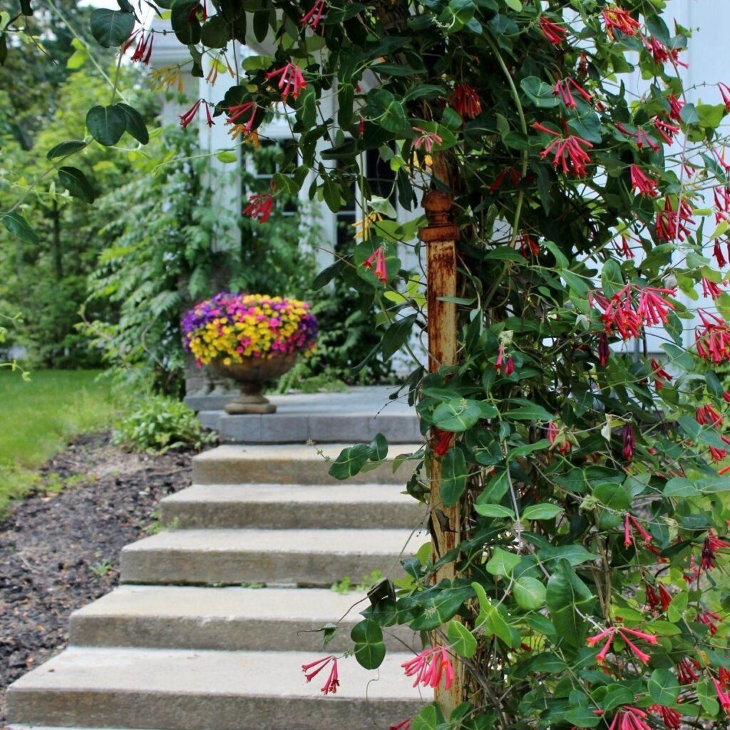 Honeysuckle