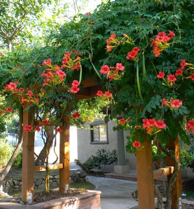 Trumpet Vine